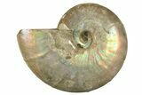 Silver Iridescent Ammonite (Cleoniceras) Fossil - Madagascar #323463-1